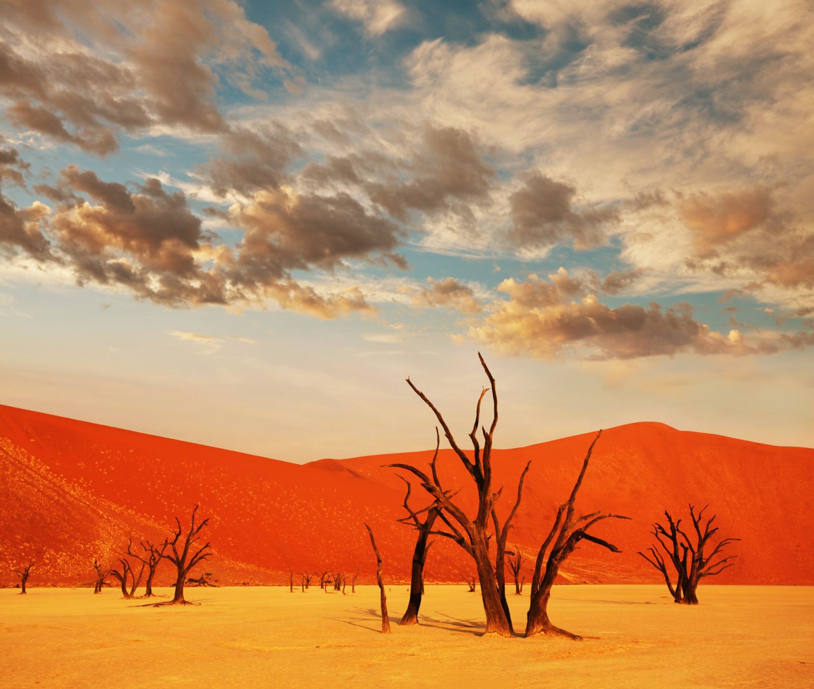 Dead camel thorn trees in front of a red dune under clouds