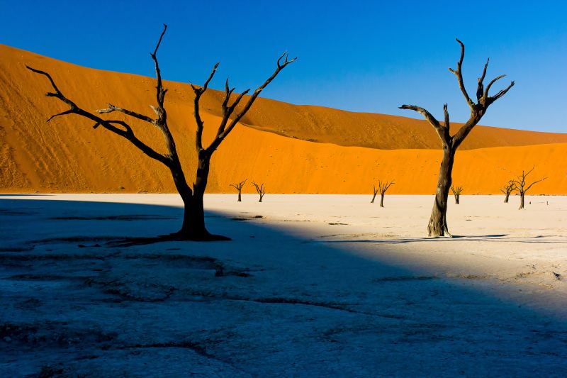 Zwei abgestorbene Kameldornbäume vor einer orangen Dünenwand