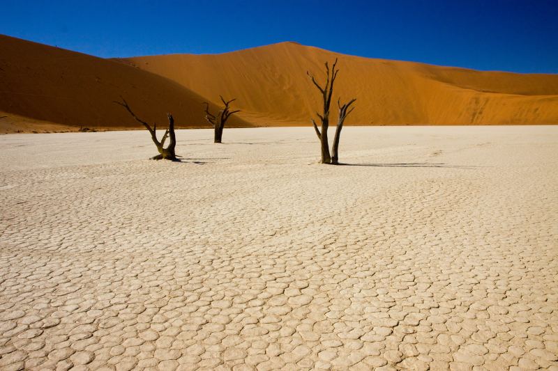 Wide clay pan with drying cracks, three small dead trees, a dune ridge behind