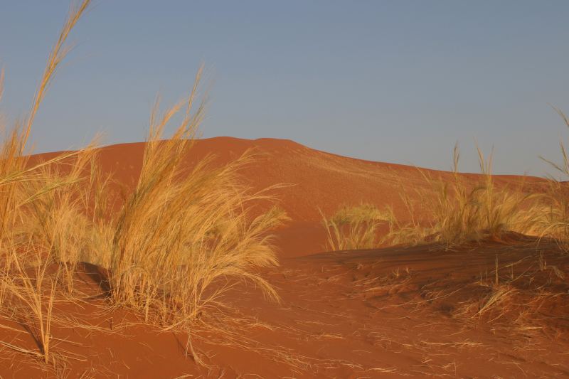 Trockenes Gras im Vordergrund, dahinter unscharf eine rote Düne