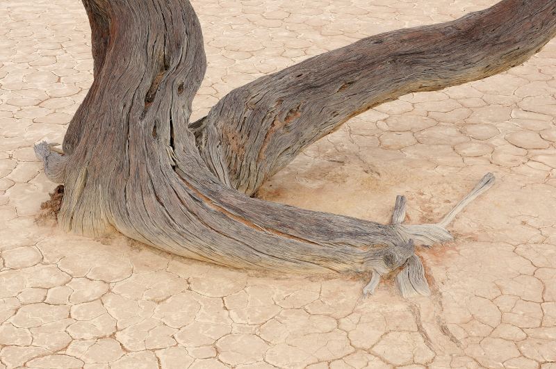 Nahaufnahme eines verdrehten toten Astes auf aufgerissenem Lehmboden