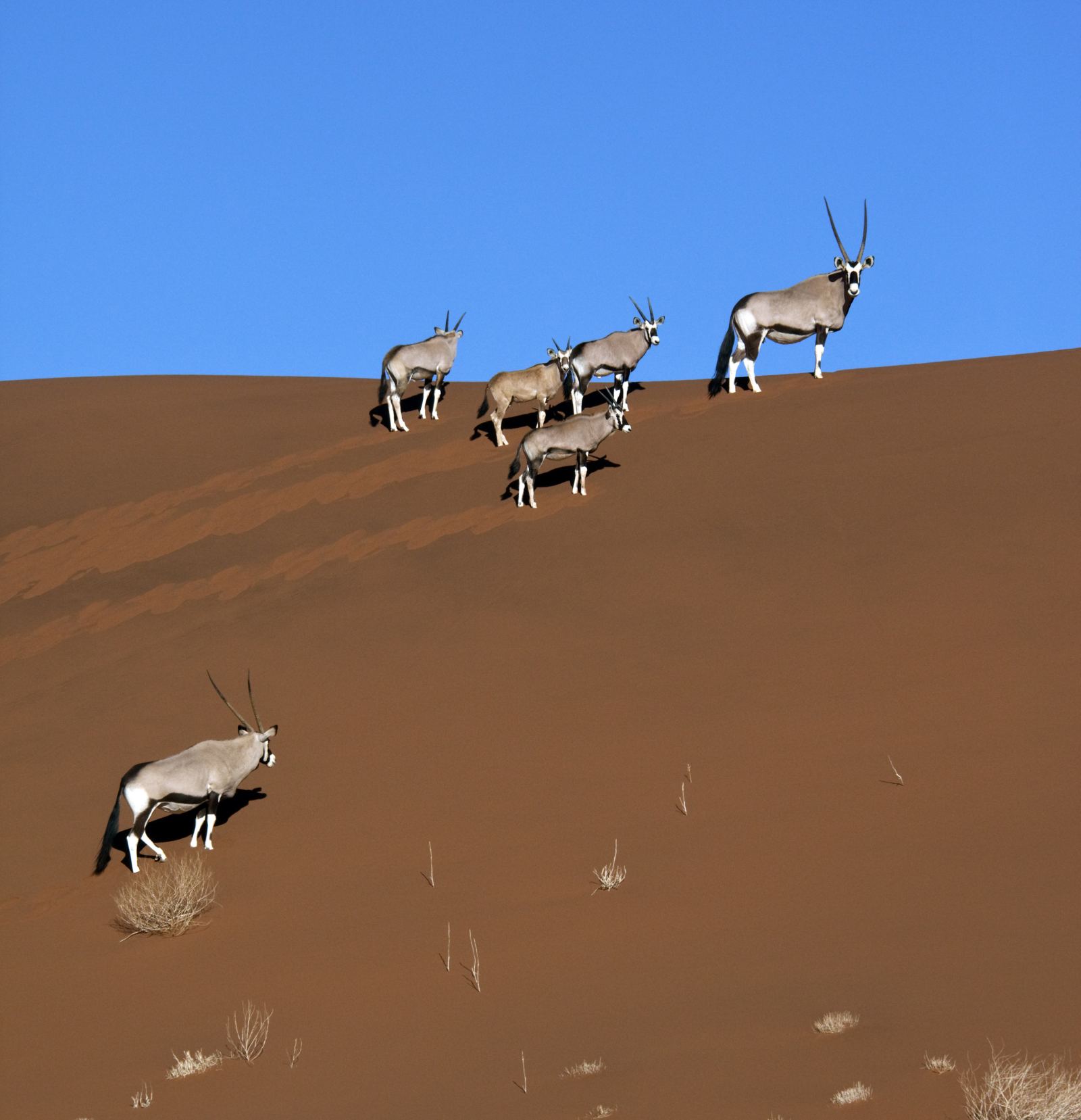 Fünf Oryxantilopen queren einen Dünenhang, dahinter ihre Spuren im Sand