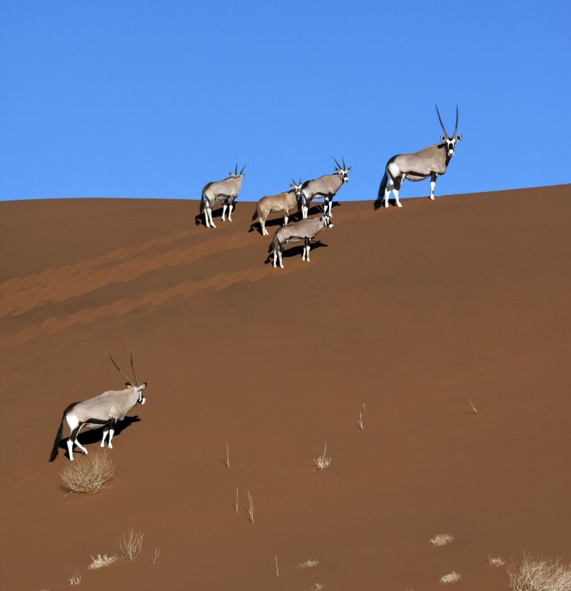 Fünf Oryxantilopen queren einen Dünenhang