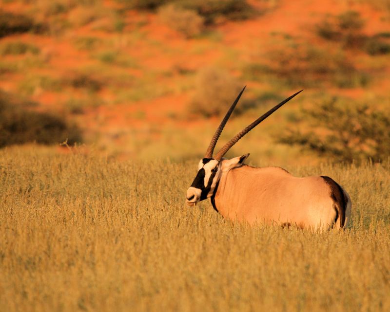 Einzelner Oryx im hohen Gras, die langen geraden Hörner deutlich sichtbar