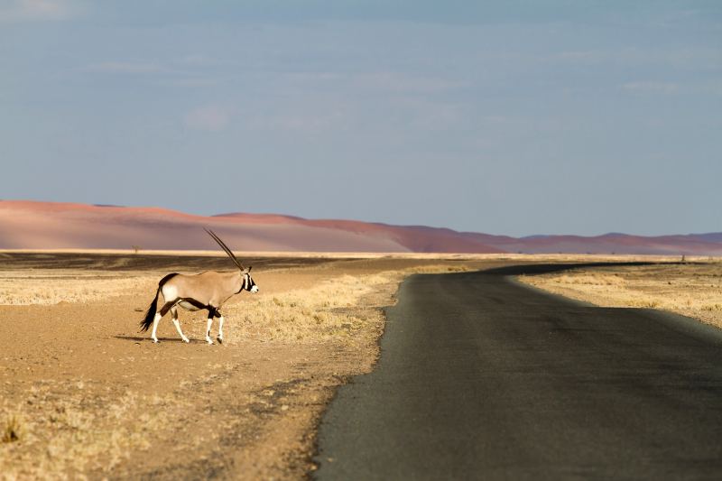 An oryx crossing a tar road with the plain and a line of dunes behind it