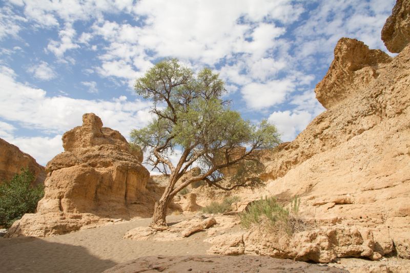 Felswand der Schlucht aus geschichtetem Konglomerat, davor grüne Bäume auf Sandboden